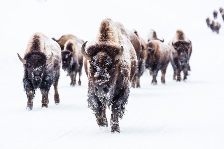 A bison group in the road.jpg