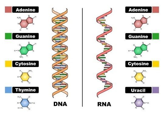 dna-vs-rna-structure_med.jpeg