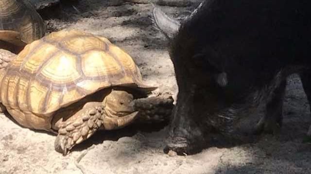 os-african-spurred-tortoise-lost-care-foundation-center-20171016.jpg