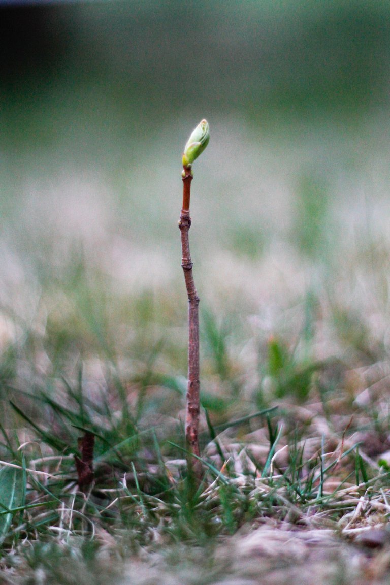 Maple tree 2.jpg