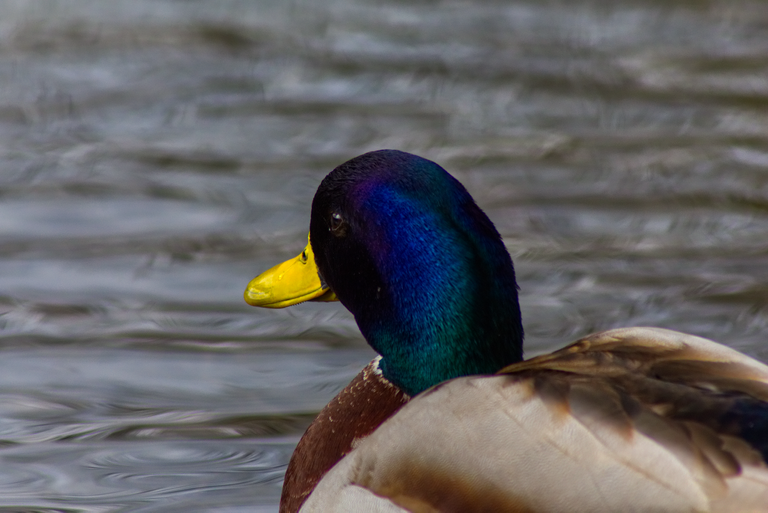 Ente_5@0.25x.png