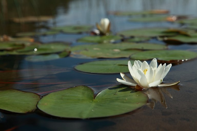 water-lily-flower-2633791_960_720.jpg