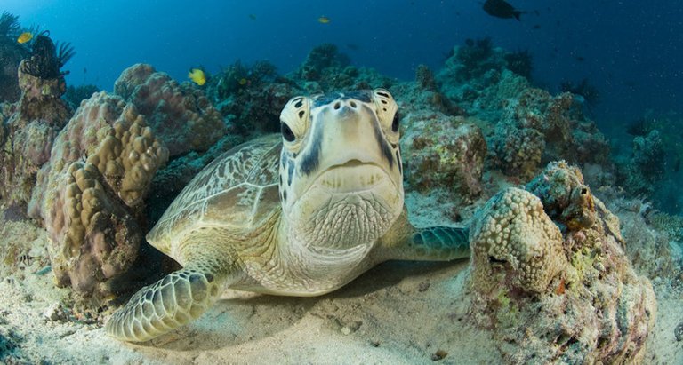 Bunaken-Lekuan.jpg