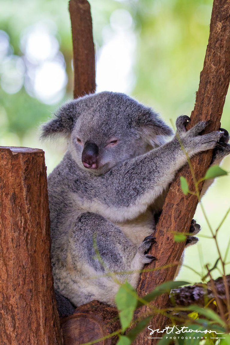 Koala-2.jpg