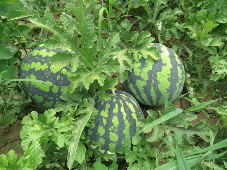How-Watermelon-Grows.jpg