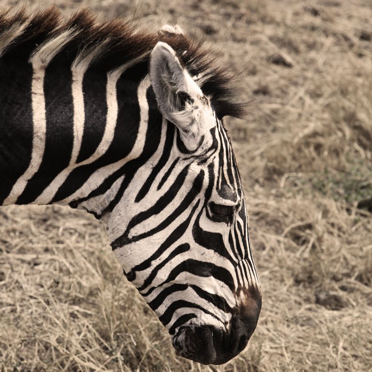 zebrahead.jpg