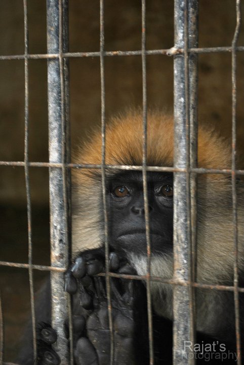 Caged primate.jpg