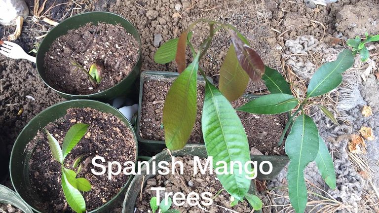 Spanish Mango2.jpg