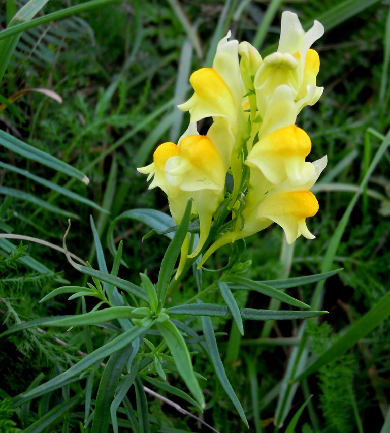 Linaria_vulgaris_.jpg