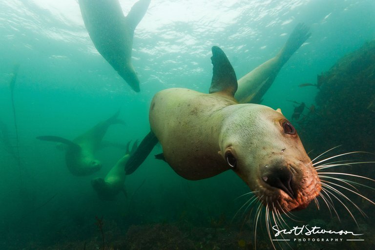 Sellar Sea lion-1.jpg