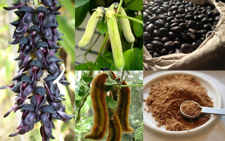 Mucuna Pruriens.jpg