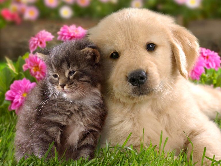 Cute-Cat-and-Dog-Friendship-HD-Wallpaper--NatureWallBase.Blogspot.Com-.jpg