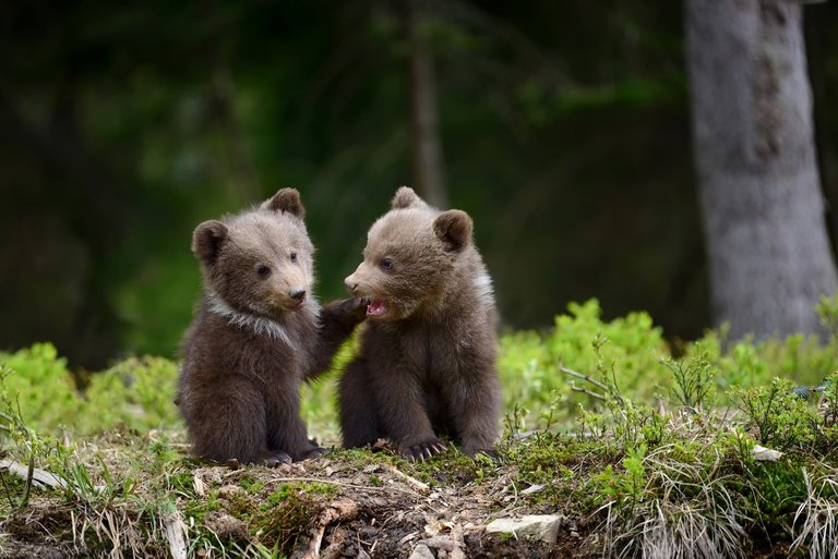 BROTHER BEARS PHOTOGRAPH BY VOLODYMYR BURDIAK,.jpg