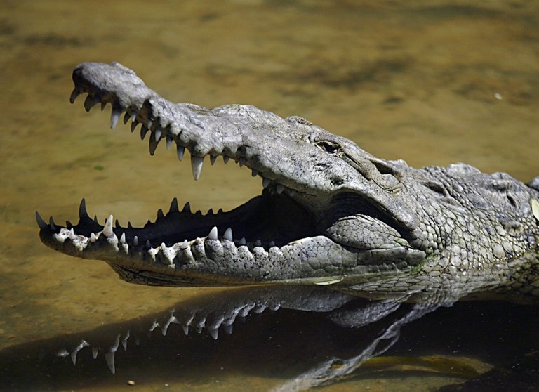 around-half-crocodiles-are-still-loose-after-escaping-south-african-farm-reuters.jpg