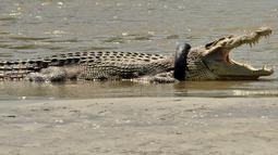 037396000_1515836511-201080113-Buaya-Kejepit-Ban-AFP2.jpg