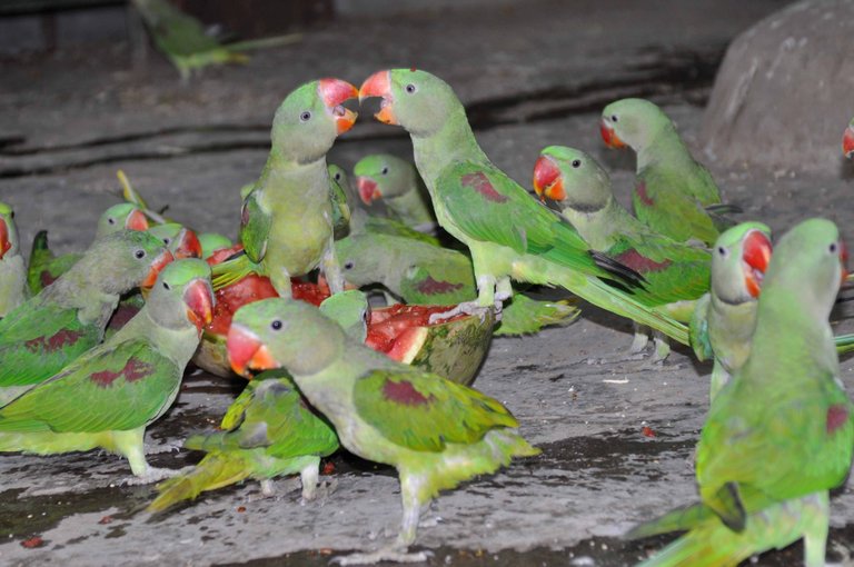 seized_alexandrine_parakeets_by_abrar_ahmed_.jpg