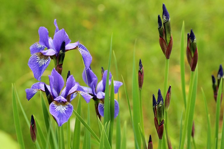 Spring-Spring-Flowers-Kosacce-Irises-Violet-3390648.jpg