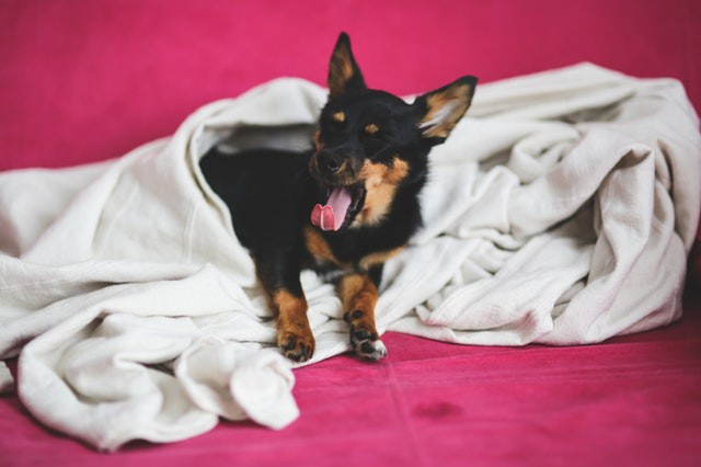 A dog yawning of boredom