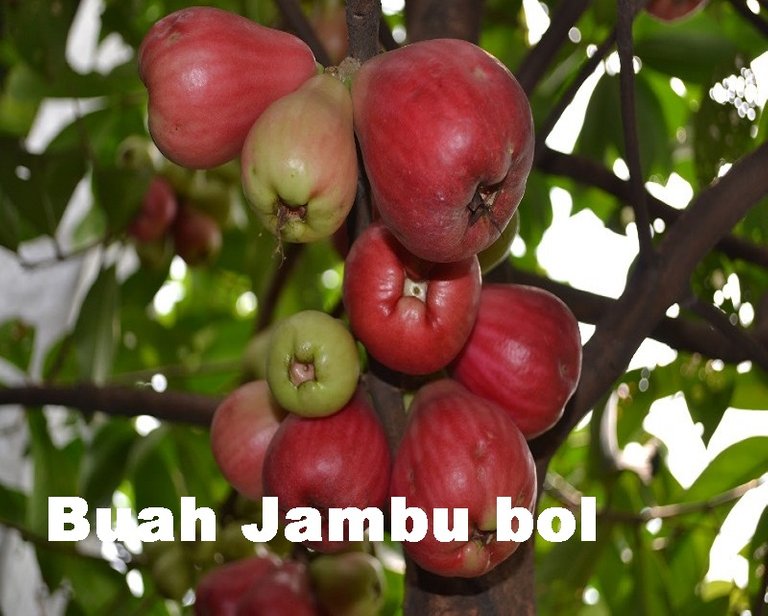 Buah-Jambu-Bol.jpg