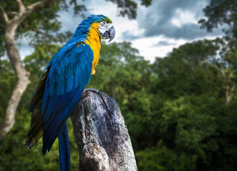 Guacamaya-Chiapas-3-min (1).jpg