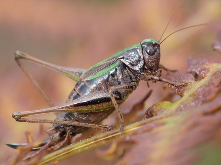 bog bush cricket.jpg