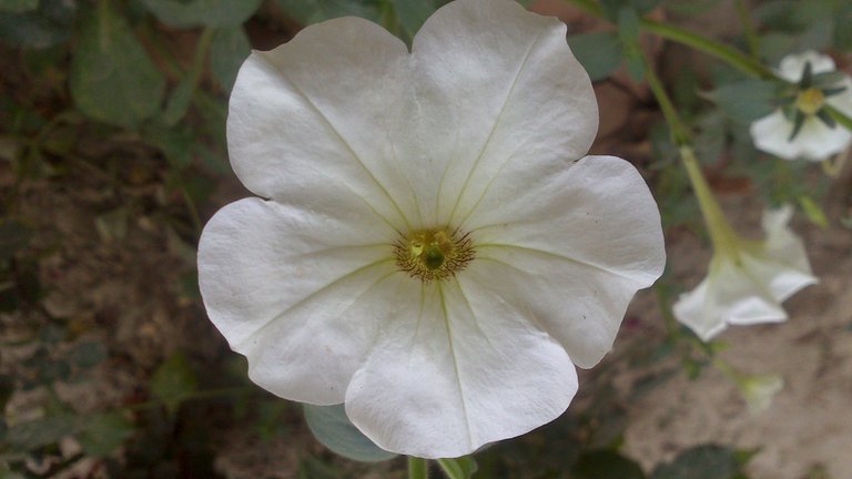 White Flower