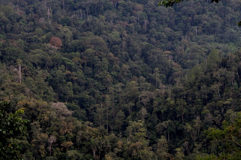 Leuser.jpg