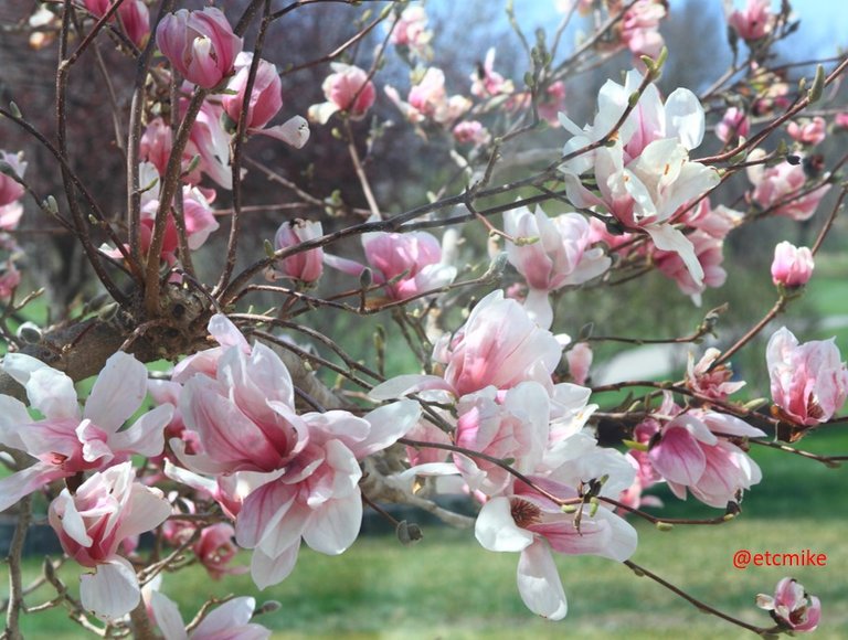 saucer-magnolia-tree-A28-saMag-08.JPG