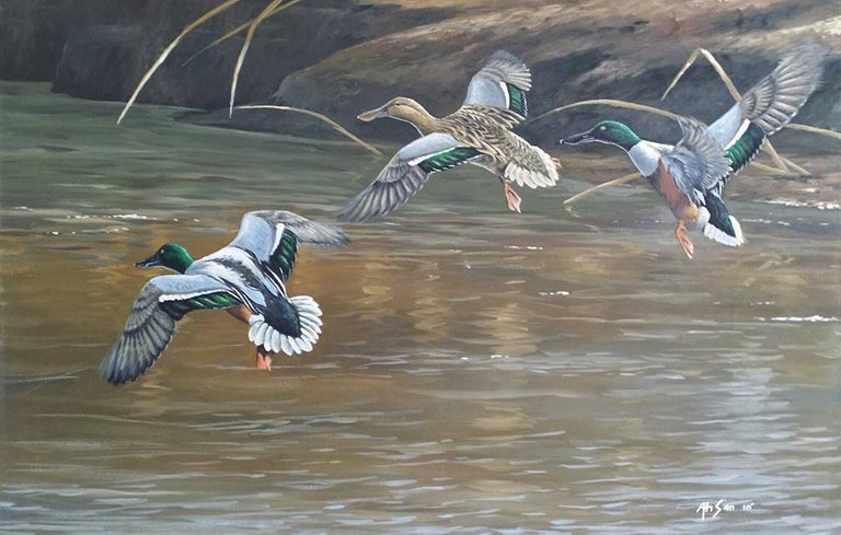 One of my shoveler paintings.jpg