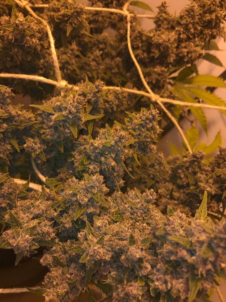 week 7and a half of flowering .JPG