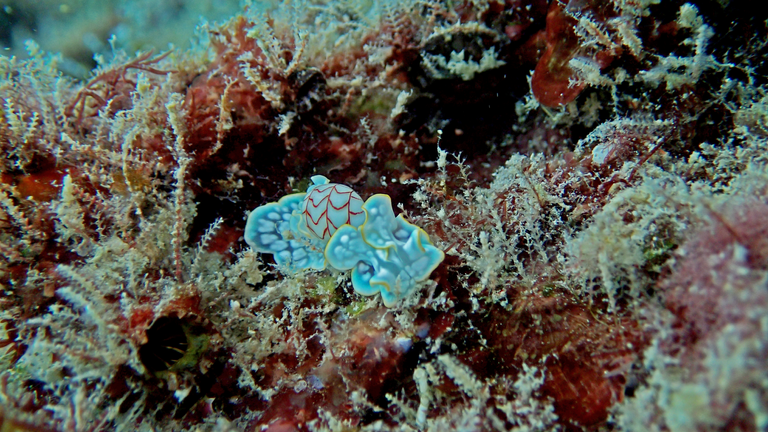 nudi3.png