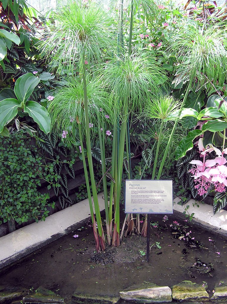Papyrus plant Cyperus papyrus at Kew Gardens, London.jpg