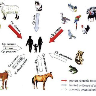 The-species-Cp-psittaci-with-six-known-avian-serovars-A-B-C-D-E-and-F-are_Q320.jpg