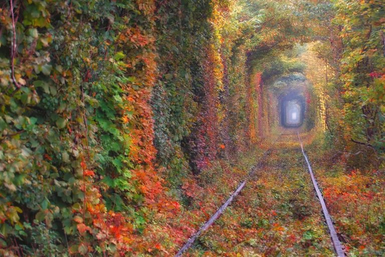 Autumn-Tunnel-of-Love.jpg