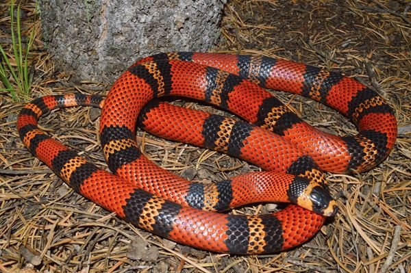 Honduran Milk Snake.jpg