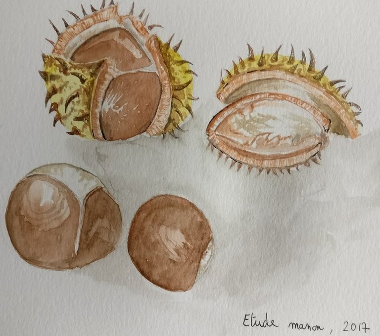 chestnut_study_by_archiwyzard-dbk522m.jpg