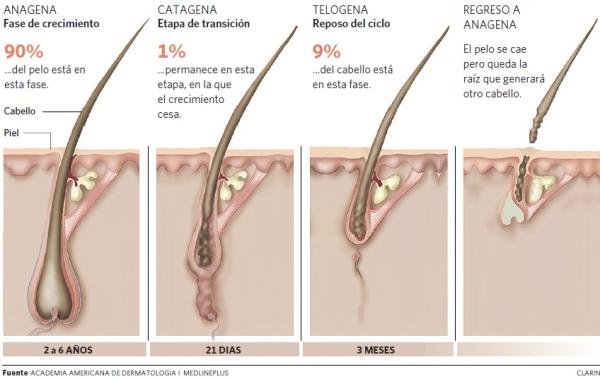 ciclo-cabello-clafil20120731-0003.jpg