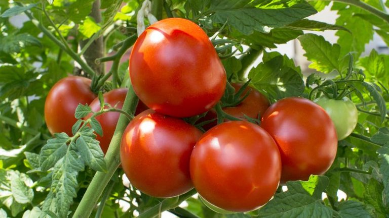 tomate--848x477x80xX.jpg