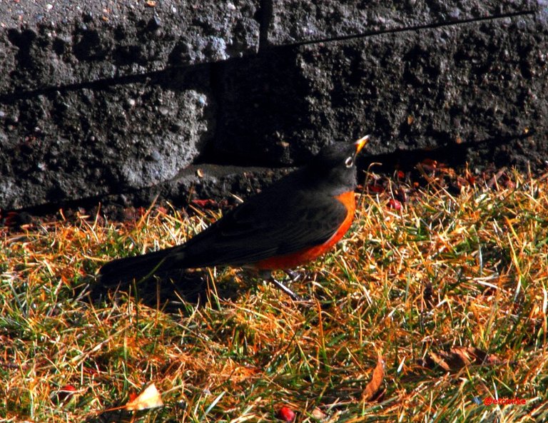 American Robin Arobin04.JPG