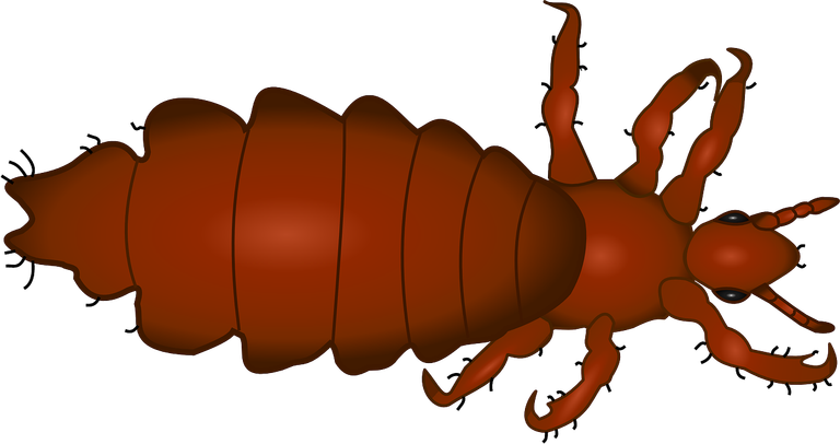 louse-158325_1280.png