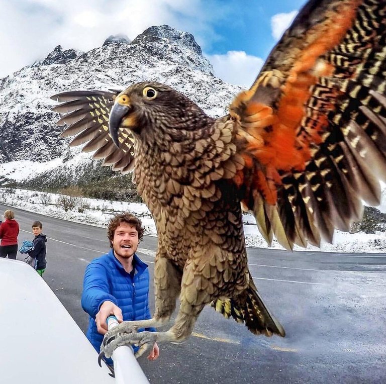 kea.jpg