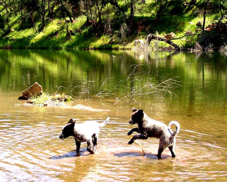 pups in lake_detail.JPG