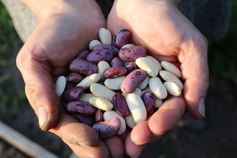 runner-beans-1835646_1280.jpg