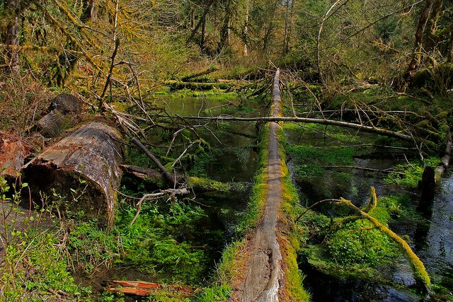 hoh rain forest w (2).jpg