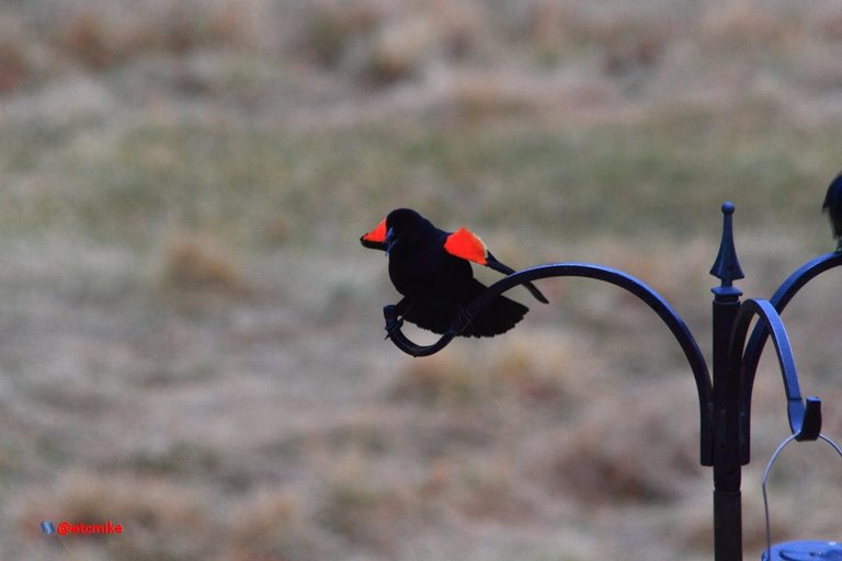 Red-Winged Blackbird PFW20-24-0027.JPG