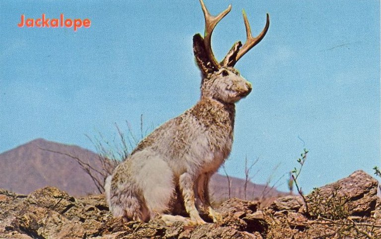 jackalope-postcard.jpg