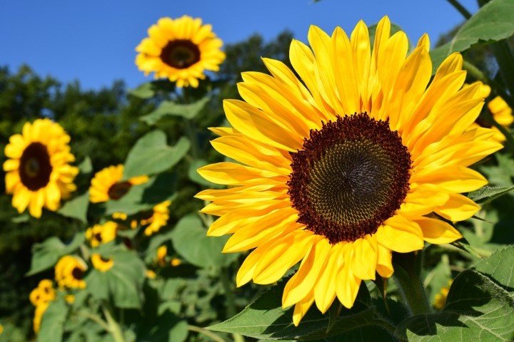 224435684-sunflower-pics.jpg