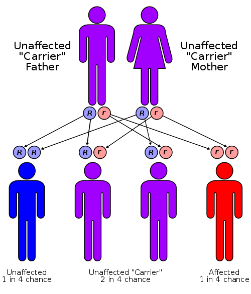 recessive-gene-flow.png