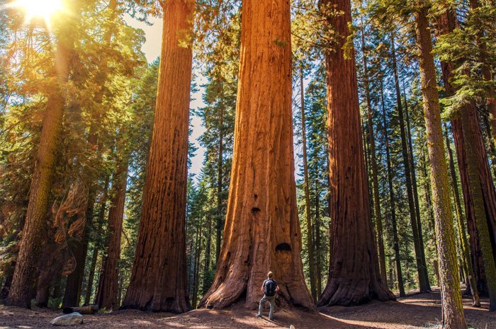 Sequoia-National-Park.jpg