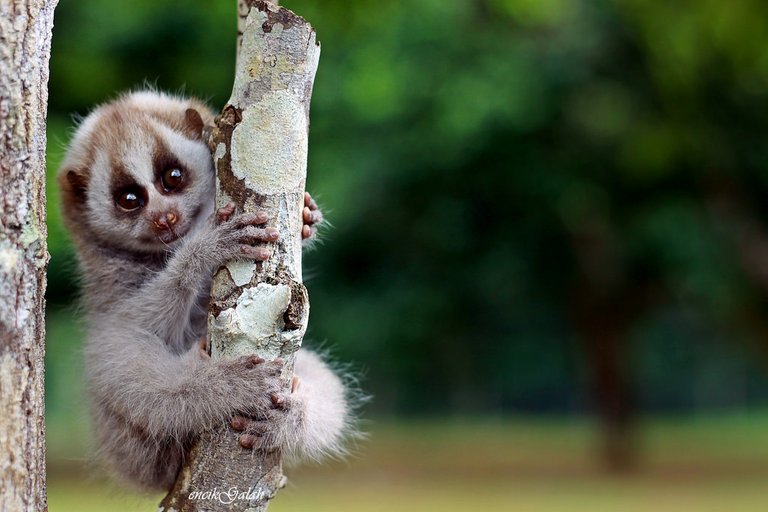 Strepsirrhine (slow loris).jpg